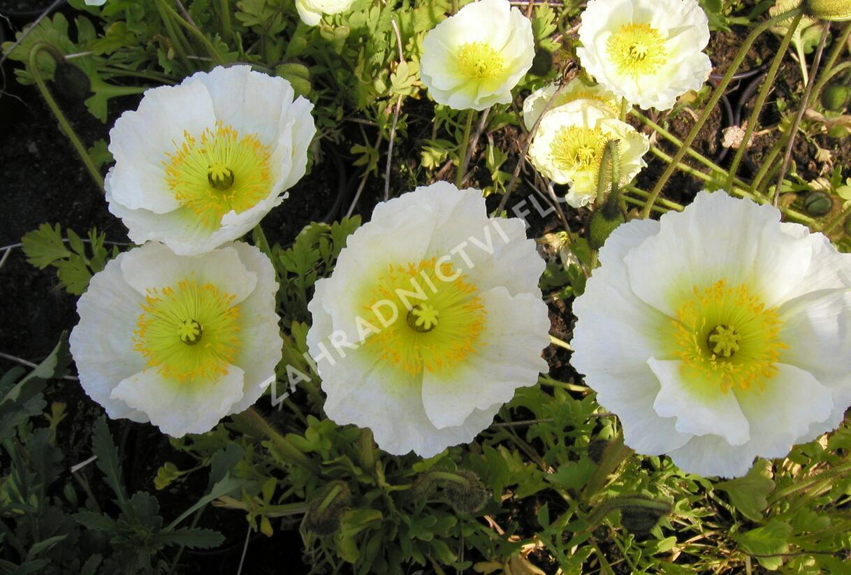 Mák lysý 'Matador' - Papaver nudicaule 'Matador'