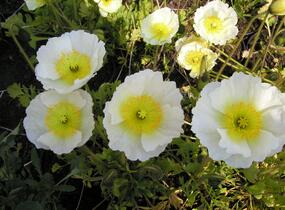 Mák lysý 'Matador' - Papaver nudicaule 'Matador'
