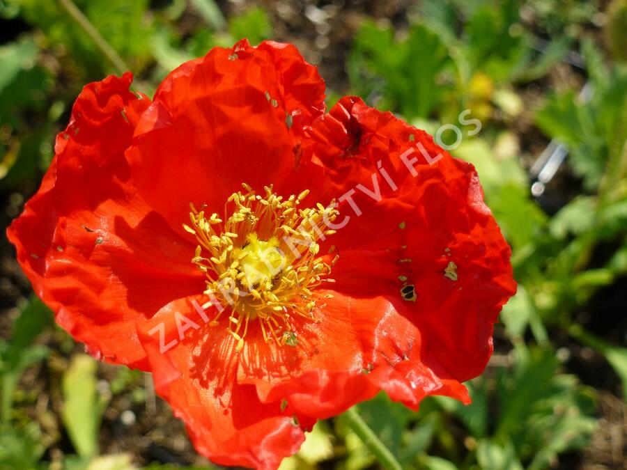 Mák lysý 'Matador' - Papaver nudicaule 'Matador'