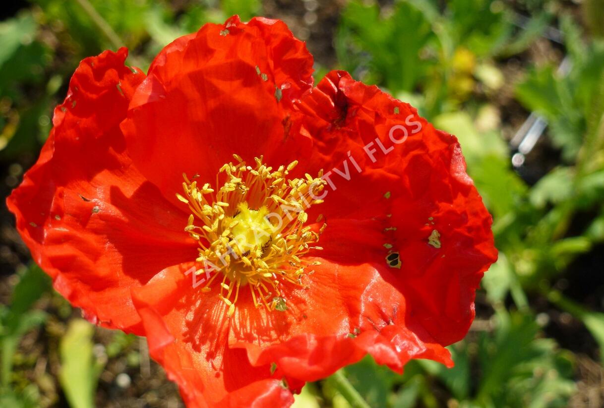 Mák lysý 'Matador' - Papaver nudicaule 'Matador'