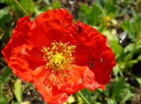 Mák lysý 'Matador' - Papaver nudicaule 'Matador'