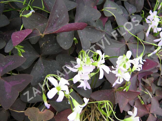 Šťavel trojhranná (Šťovík) - Oxalis triangularis