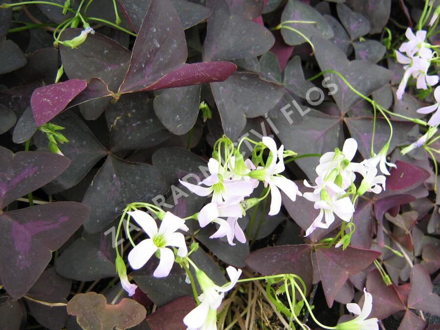 Šťavel trojhranná (Šťovík) - Oxalis triangularis