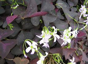 Šťavel trojhranný (Šťovík) - Oxalis triangularis