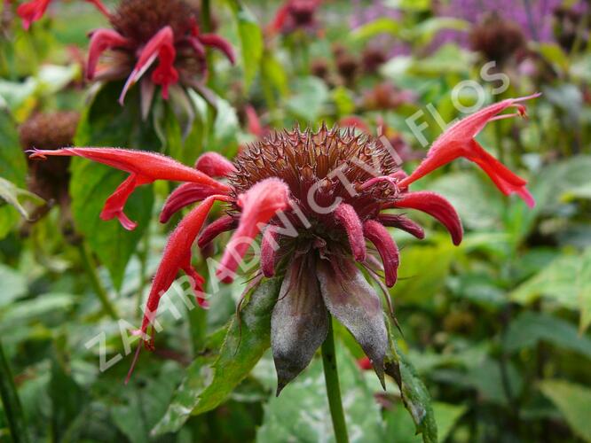 Zavinutka podvojná 'Gibsons Scarlet' - Monarda didyma 'Gibsons Scarlet'