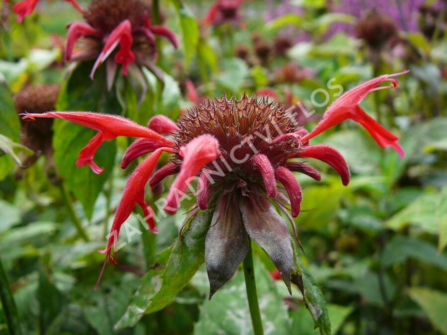 Zavinutka podvojná 'Gibsons Scarlet' - Monarda didyma 'Gibsons Scarlet'