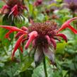 Zavinutka podvojná 'Gibsons Scarlet' - Monarda didyma 'Gibsons Scarlet'