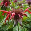 Zavinutka podvojná 'Gibsons Scarlet' - Monarda didyma 'Gibsons Scarlet'