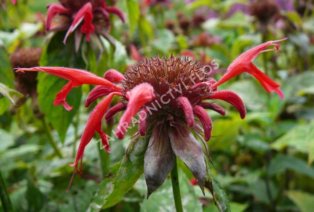 Zavinutka podvojná 'Gibsons Scarlet' - Monarda didyma 'Gibsons Scarlet'