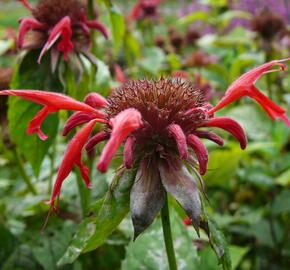 Zavinutka podvojná 'Gibsons Scarlet' - Monarda didyma 'Gibsons Scarlet'