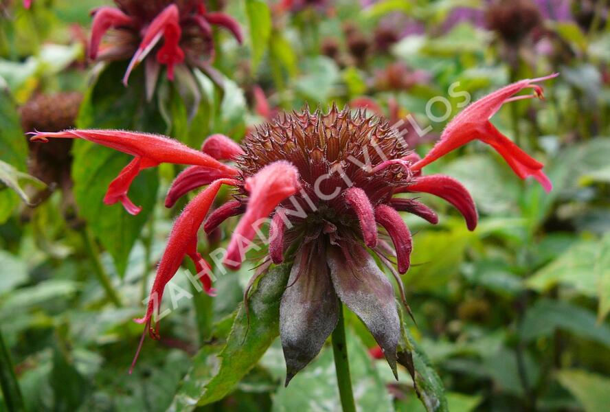 Zavinutka podvojná 'Gibsons Scarlet' - Monarda didyma 'Gibsons Scarlet'