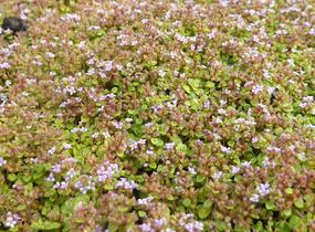 Máta korsická - Mentha requienii