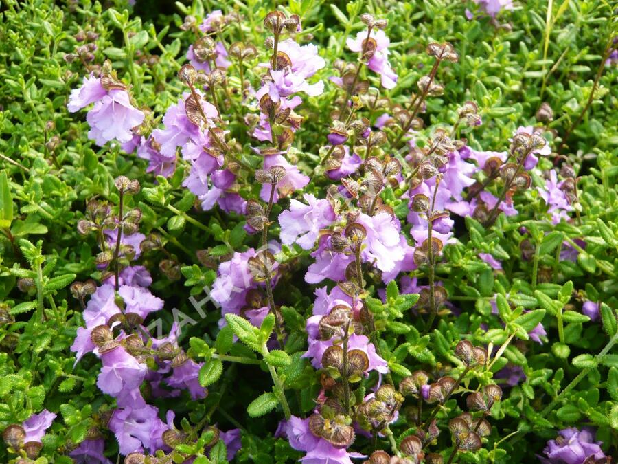 Máta 'La Provence' - Mentha 'La Provence'