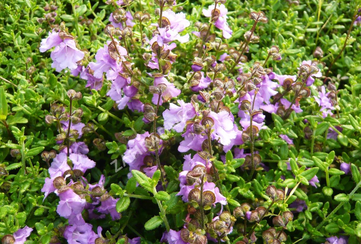 Máta 'La Provence' - Mentha 'La Provence'