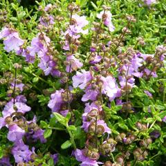 Máta 'La Provence' - Mentha 'La Provence'