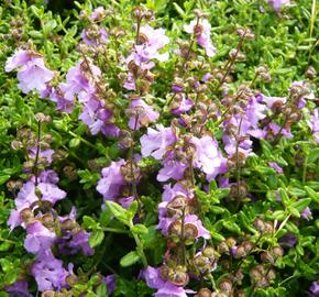 Máta 'La Provence' - Mentha 'La Provence'