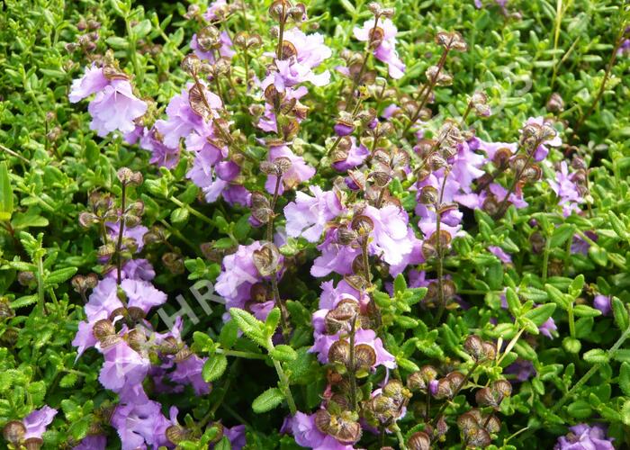 Máta 'La Provence' - Mentha 'La Provence'