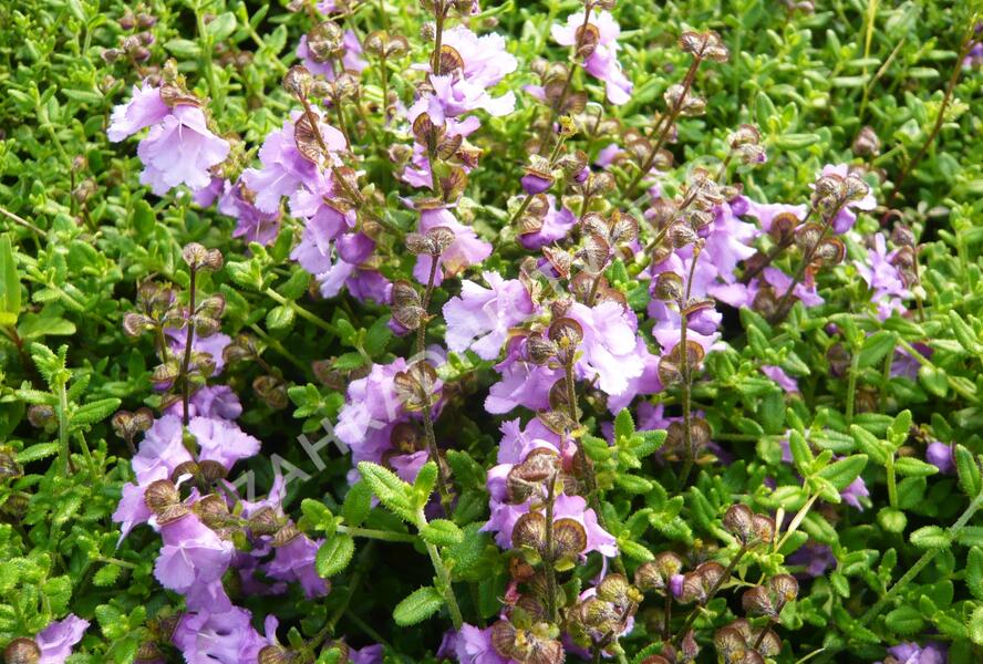 Máta 'La Provence' - Mentha 'La Provence'