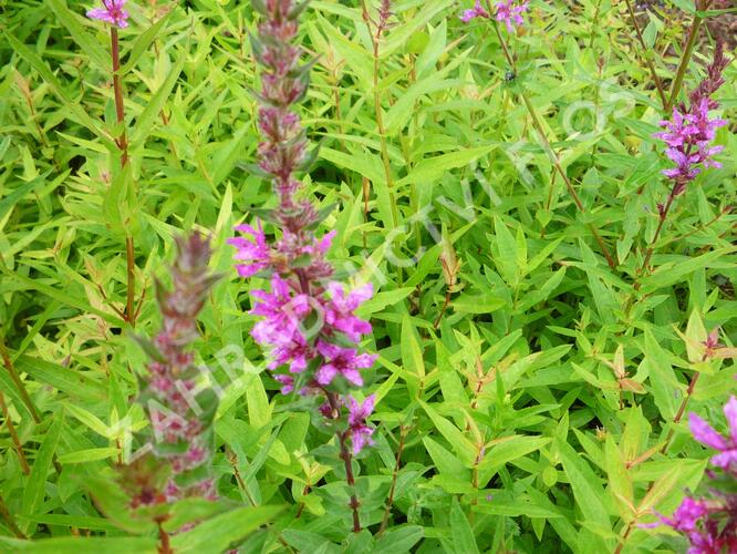 Kyprej vrbice 'Rote Hybriden' - Lythrum salicaria 'Rote Hybriden'