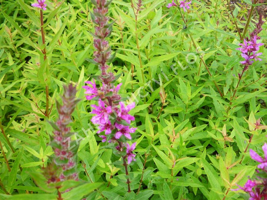 Kyprej vrbice 'Rote Hybriden' - Lythrum salicaria 'Rote Hybriden'