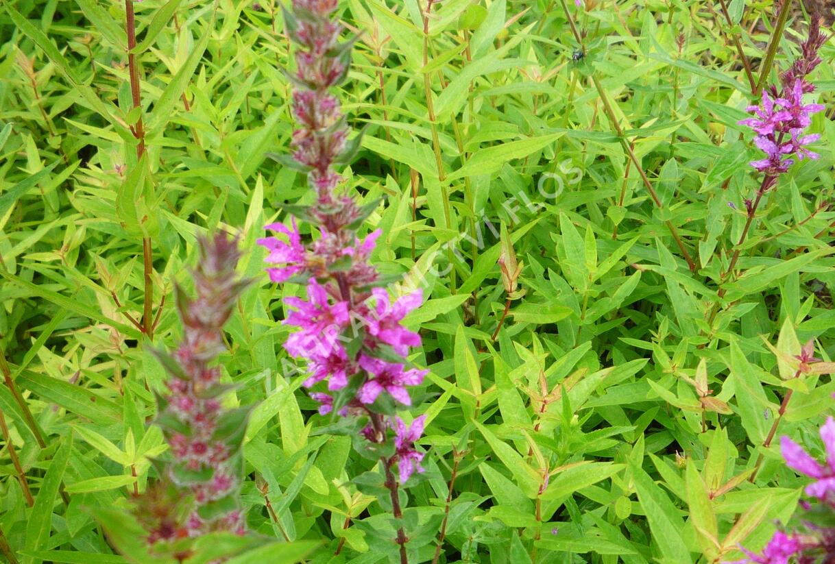 Kyprej vrbice 'Rote Hybriden' - Lythrum salicaria 'Rote Hybriden'