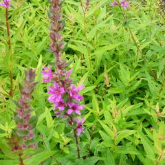 Kyprej vrbice 'Rote Hybriden' - Lythrum salicaria 'Rote Hybriden'