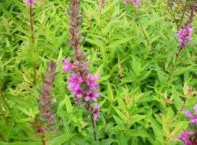 Kyprej vrbice 'Rote Hybriden' - Lythrum salicaria 'Rote Hybriden'