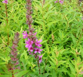 Kyprej vrbice 'Rote Hybriden' - Lythrum salicaria 'Rote Hybriden'