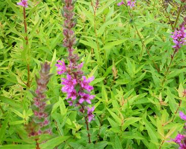 Kyprej vrbice 'Rote Hybriden'