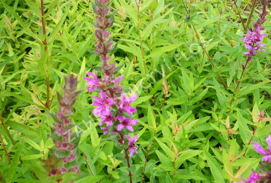 Kyprej vrbice 'Rote Hybriden' - Lythrum salicaria 'Rote Hybriden'