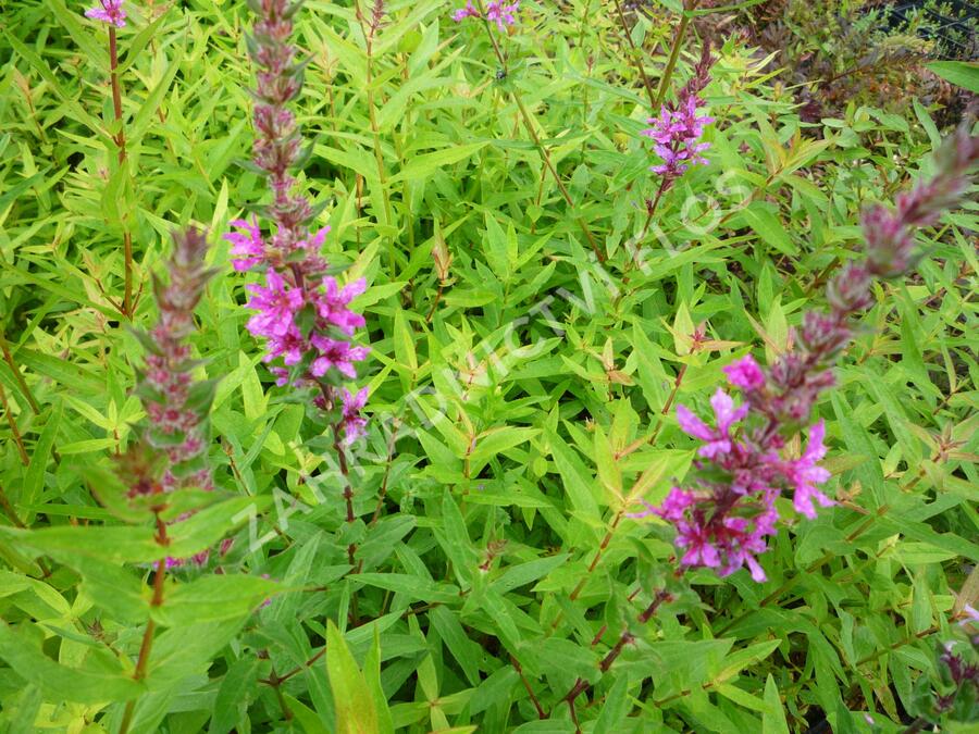 Kyprej vrbice 'Rote Hybriden' - Lythrum salicaria 'Rote Hybriden'