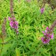 Kyprej vrbice 'Rote Hybriden' - Lythrum salicaria 'Rote Hybriden'