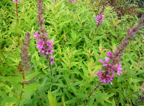 Kyprej vrbice 'Rote Hybriden' - Lythrum salicaria 'Rote Hybriden'