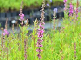 Kyprej vrbice 'Rote Hybriden' - Lythrum salicaria 'Rote Hybriden'