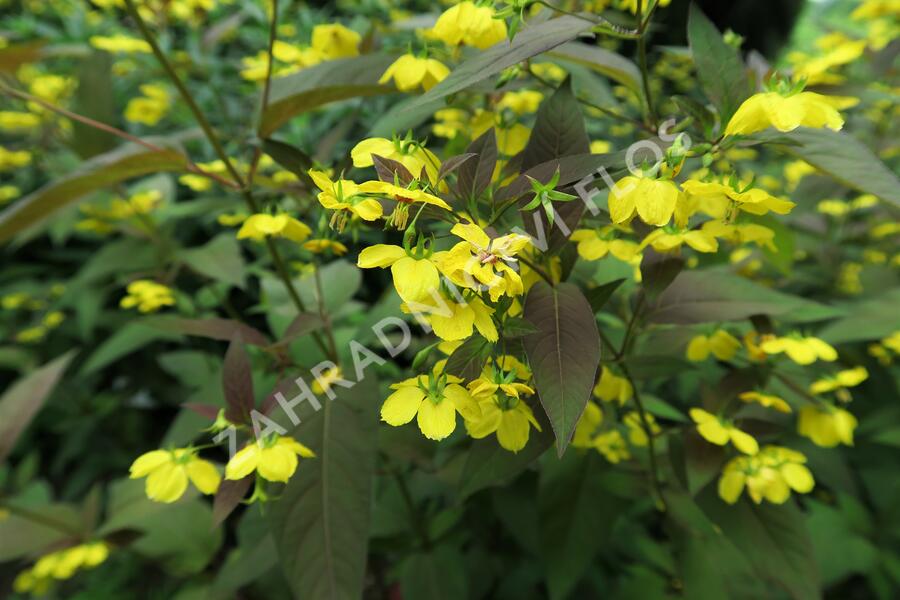 Vrbina 'Firecracker' - Lysimachia ciliata 'Firecracker'