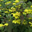 Vrbina 'Firecracker' - Lysimachia ciliata 'Firecracker'