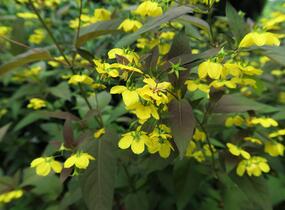 Vrbina brvitá 'Firecracker' - Lysimachia ciliata 'Firecracker'