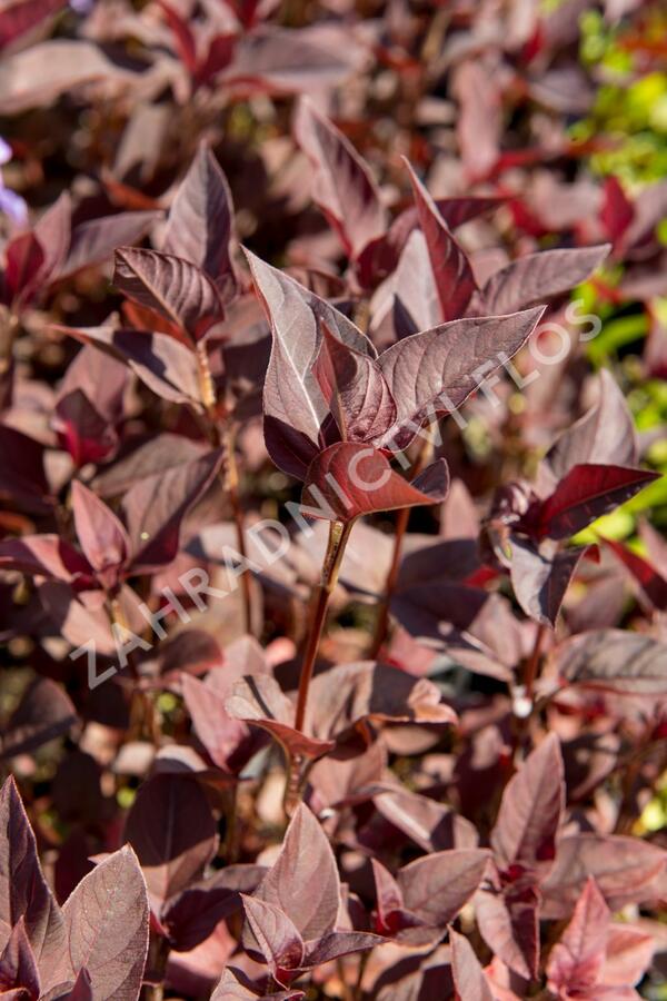 Vrbina 'Firecracker' - Lysimachia ciliata 'Firecracker'