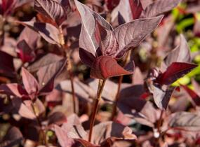 Vrbina brvitá 'Firecracker' - Lysimachia ciliata 'Firecracker'