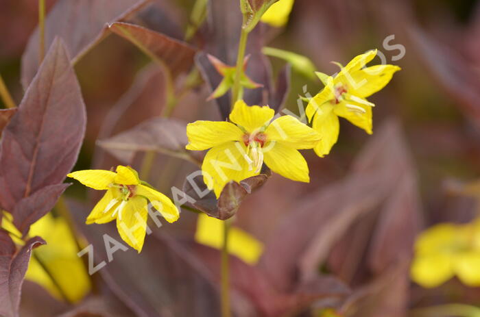 Vrbina 'Firecracker' - Lysimachia ciliata 'Firecracker'