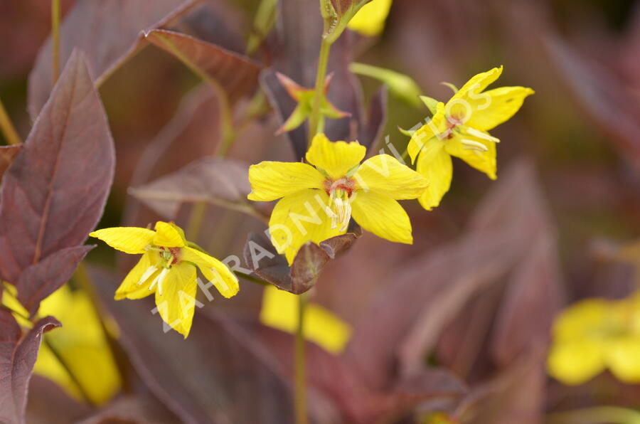 Vrbina 'Firecracker' - Lysimachia ciliata 'Firecracker'