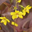 Vrbina 'Firecracker' - Lysimachia ciliata 'Firecracker'