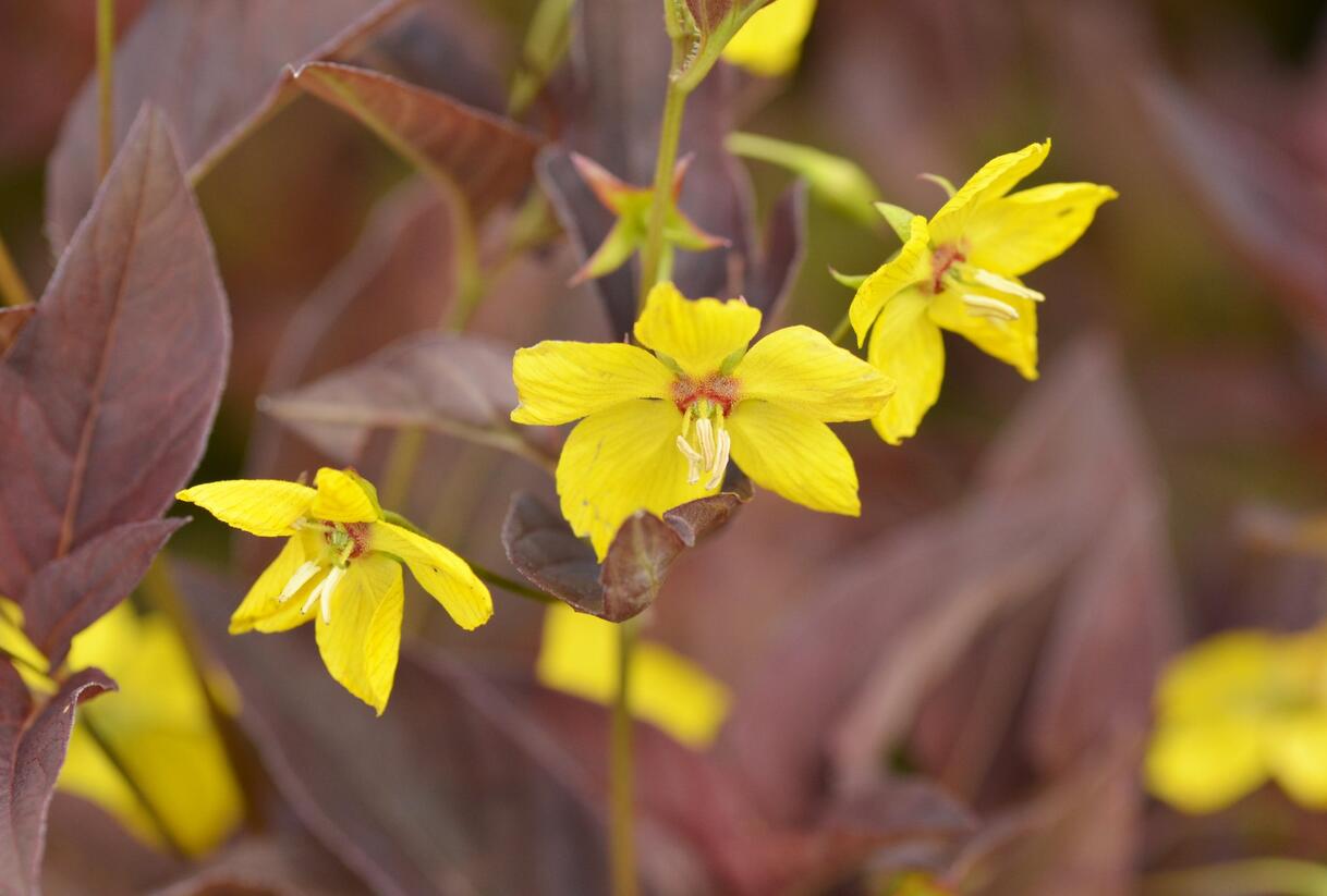 Vrbina brvitá 'Firecracker' - Lysimachia ciliata 'Firecracker'