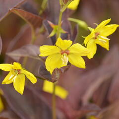 Vrbina 'Firecracker' - Lysimachia ciliata 'Firecracker'