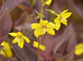 Vrbina brvitá 'Firecracker' - Lysimachia ciliata 'Firecracker'