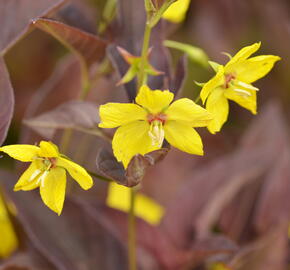 Vrbina 'Firecracker' - Lysimachia ciliata 'Firecracker'