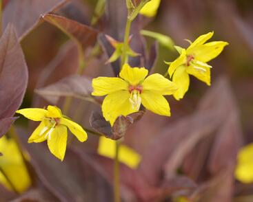 Vrbina brvitá 'Firecracker'