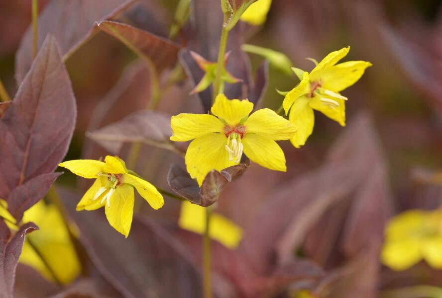 Vrbina brvitá 'Firecracker' - Lysimachia ciliata 'Firecracker'
