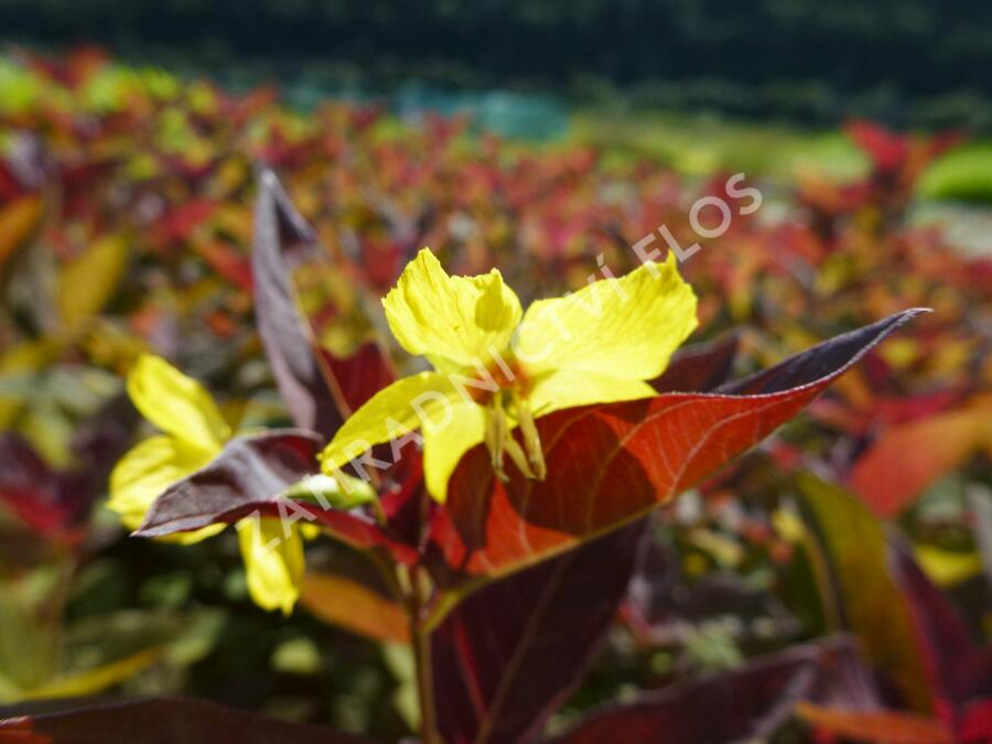 Vrbina 'Firecracker' - Lysimachia ciliata 'Firecracker'