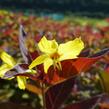 Vrbina 'Firecracker' - Lysimachia ciliata 'Firecracker'